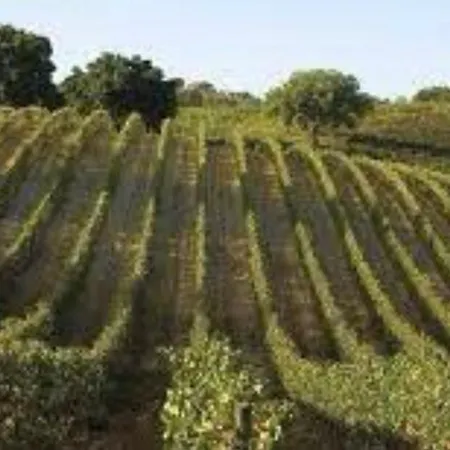 Appartamento Casa Viola *