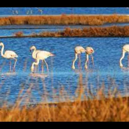 Casa Viola Apartament *