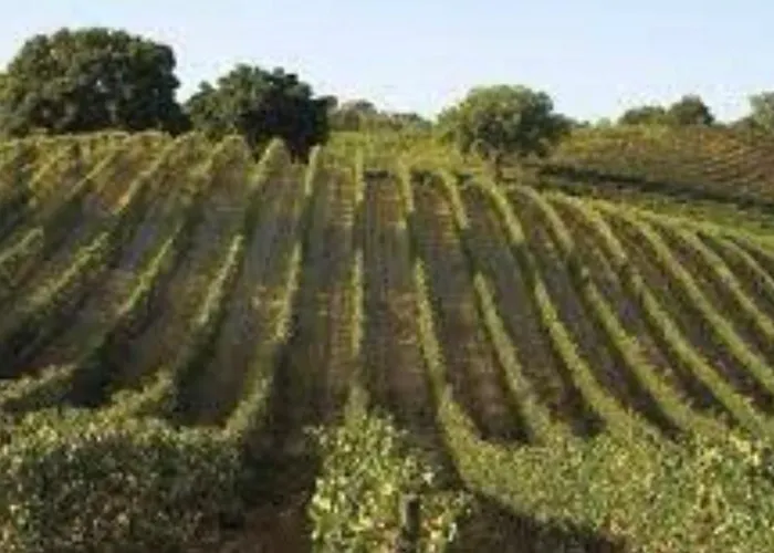 Apartment Casa Viola *